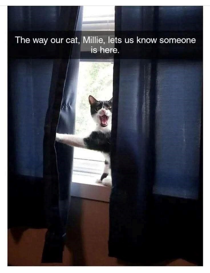 The way our cat, Millie, lets us know someone is here.