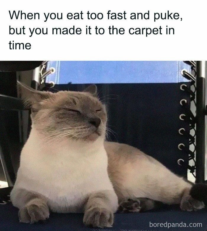 When you eat too fast and puke, but you made it to the carpet in time boredpanda.com 222 ว ว