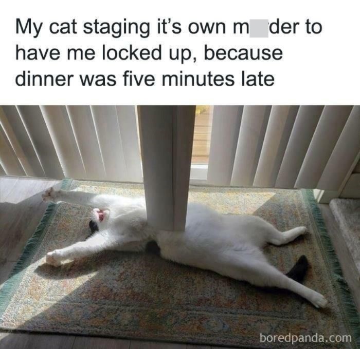 My cat staging it's own m der to have me locked up, because dinner was five minutes late boredpanda.com