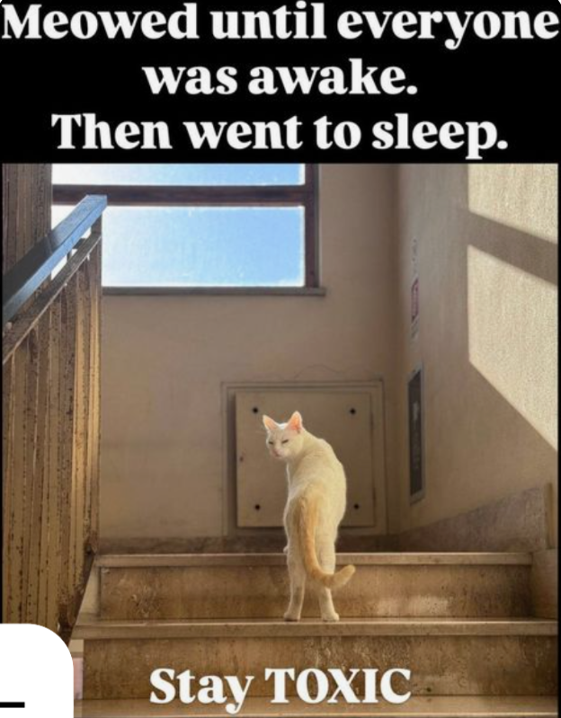 Meowed until everyone was awake. Then went to sleep. Stay TOXIC
