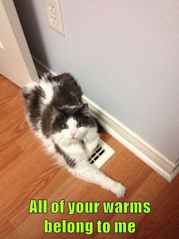 Cheezburger Image 10618728704