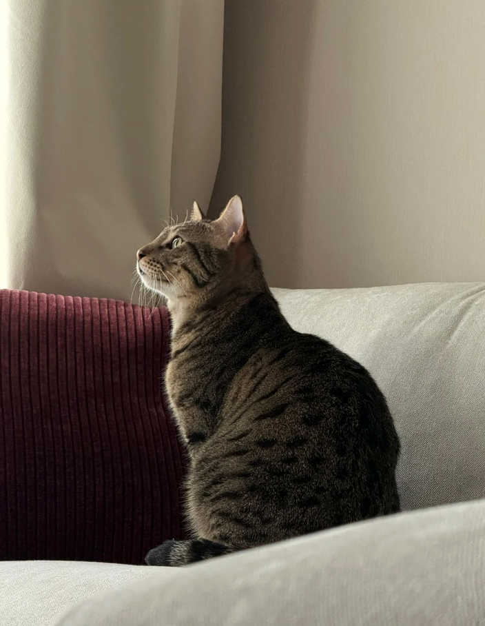 Cheezburger Image 10618731264