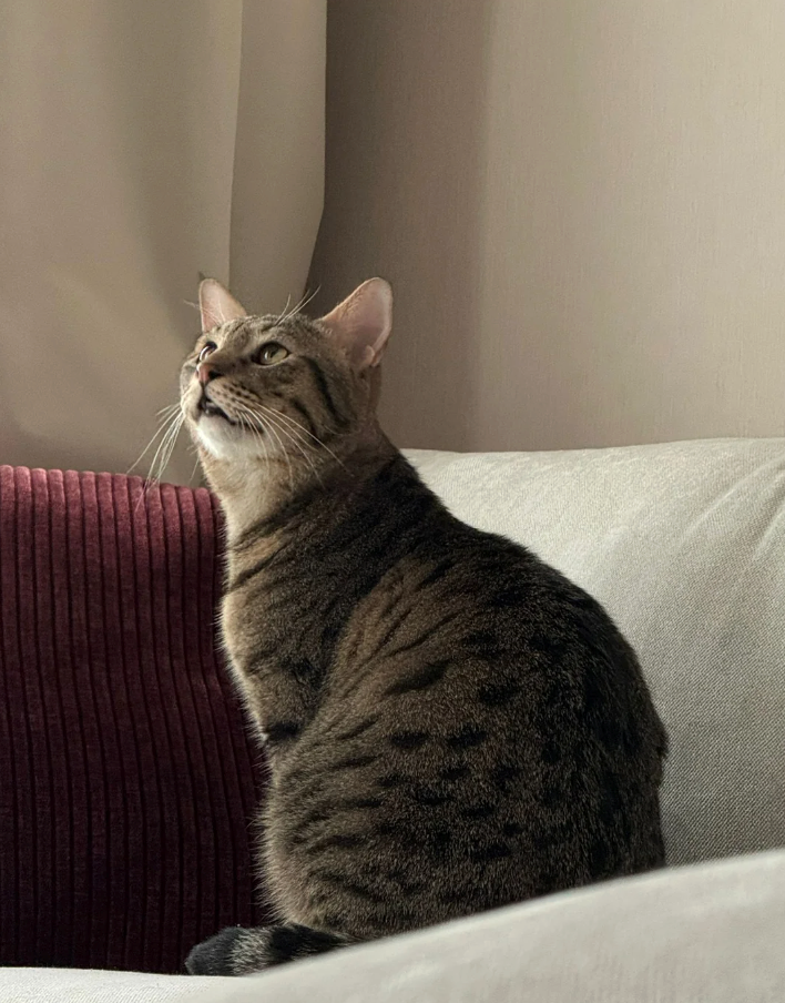 Cheezburger Image 10618731520