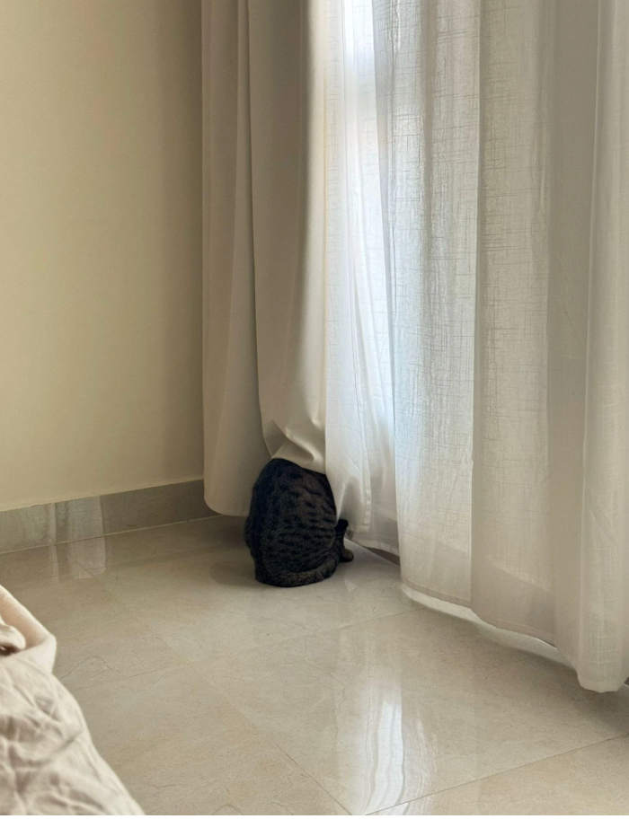 Cheezburger Image 10618731776