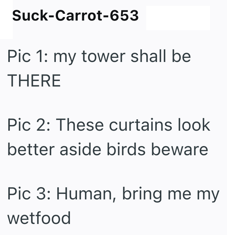 Suck-Carrot-653 Pic 1: my tower shall be THERE Pic 2: These curtains look better aside birds beware Pic 3: Human, bring me my wetfood
