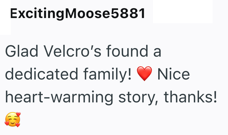 Exciting Moose5881 Glad Velcro's found a dedicated family! Nice heart-warming story, thanks!