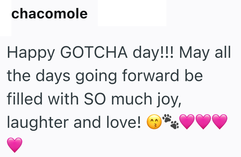 chacomole Happy GOTCHA day!!! May all the days going forward be filled with SO much joy, laughter and love!