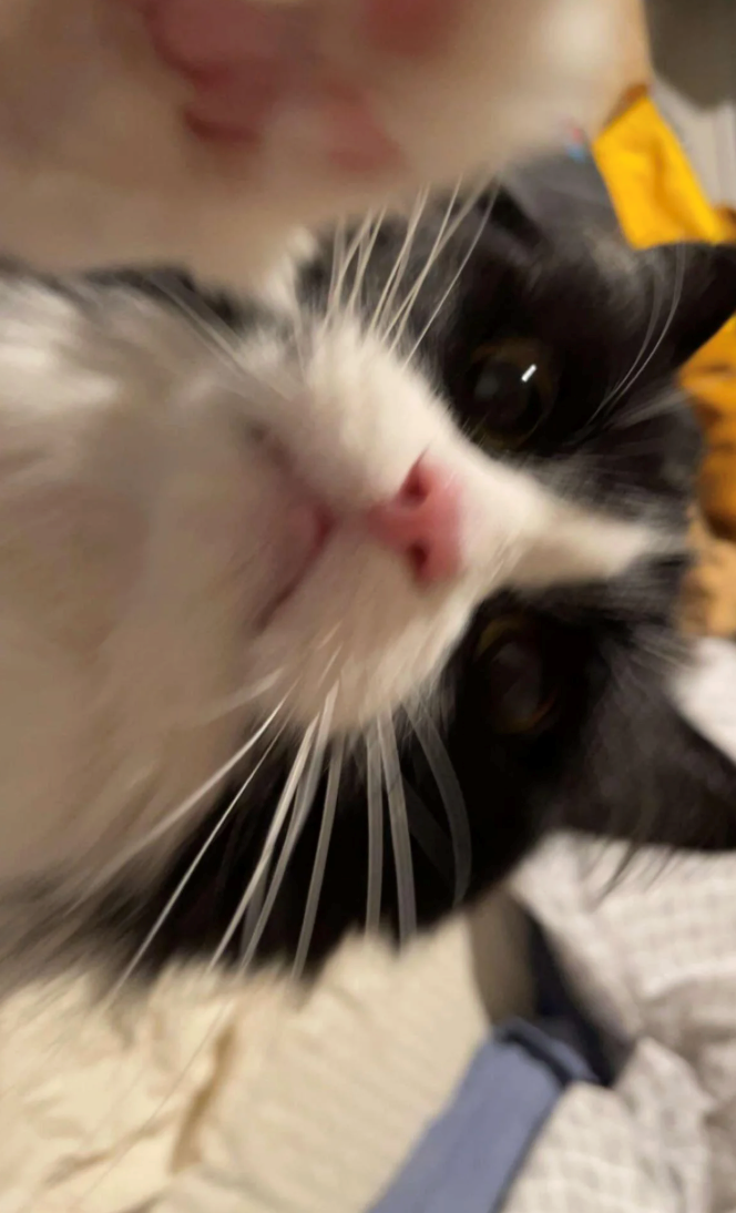 Cheezburger Image 10618737152