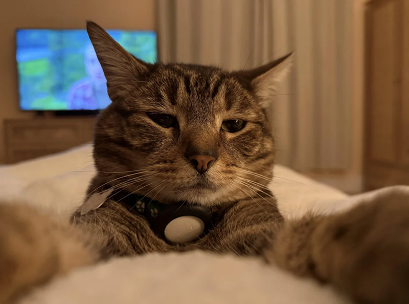 Cheezburger Image 10618737408