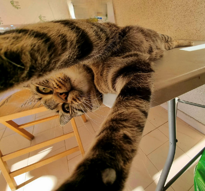 Cheezburger Image 10618737664