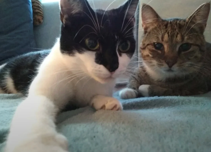 Cheezburger Image 10618738176