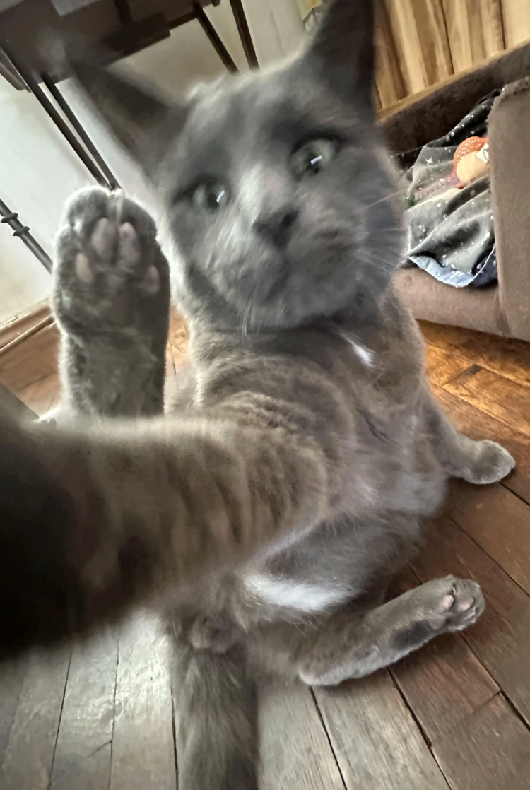 Cheezburger Image 10618738432