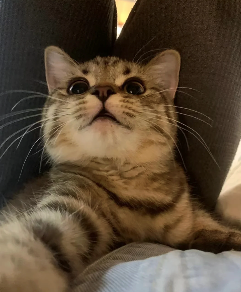 Cheezburger Image 10618738688