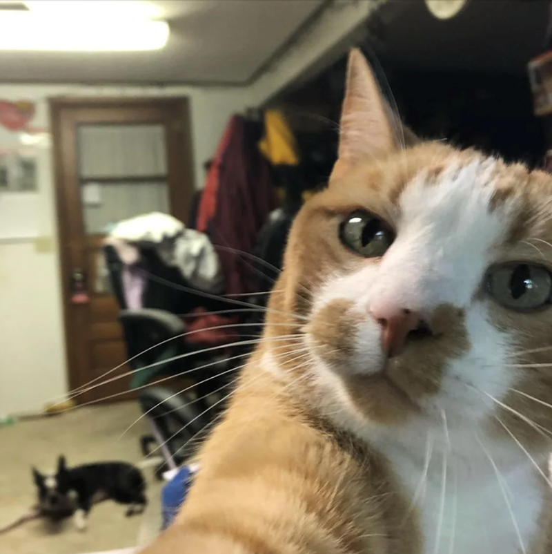 Cheezburger Image 10618738944