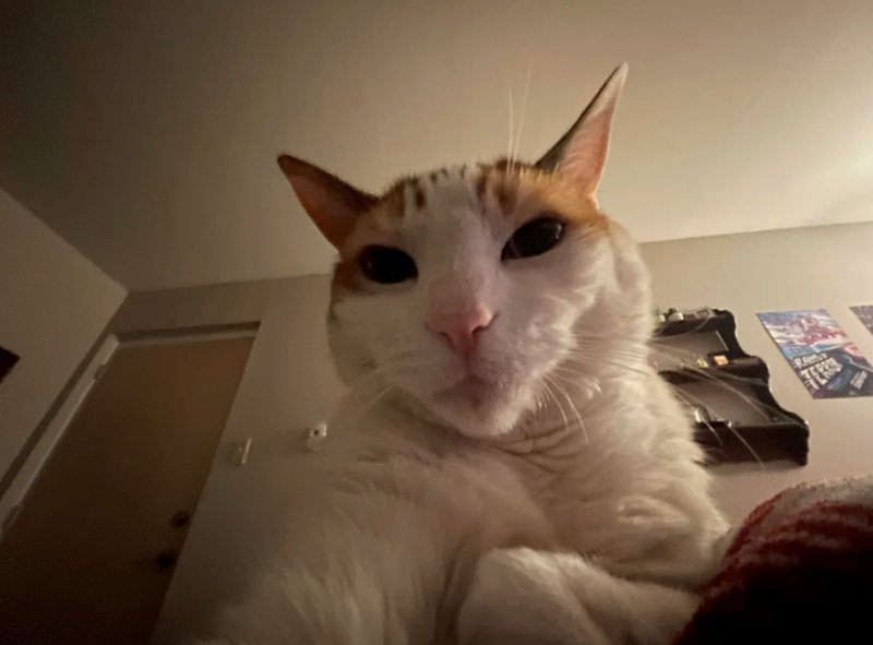 Cheezburger Image 10618739200