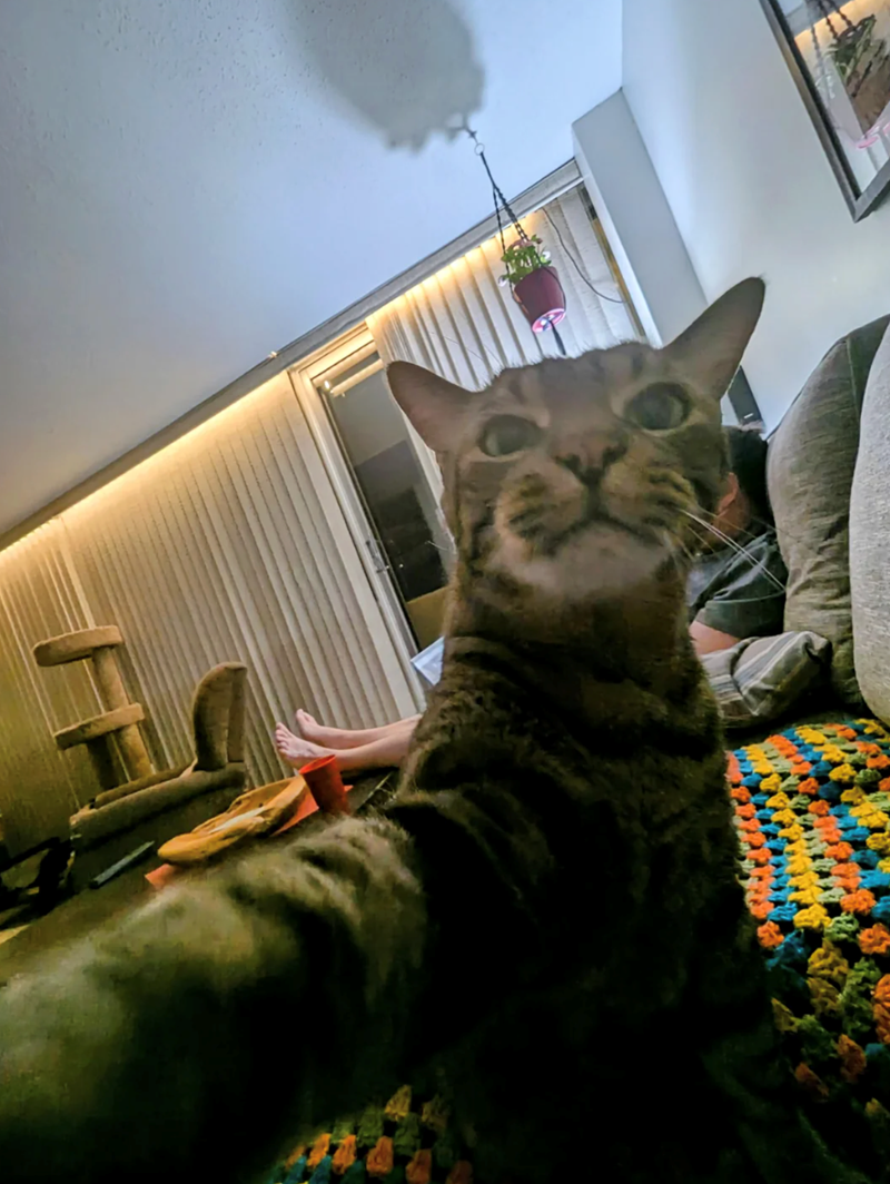 Cheezburger Image 10618739456