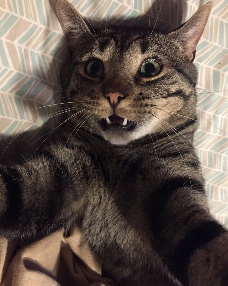 Cheezburger Image 10618739712