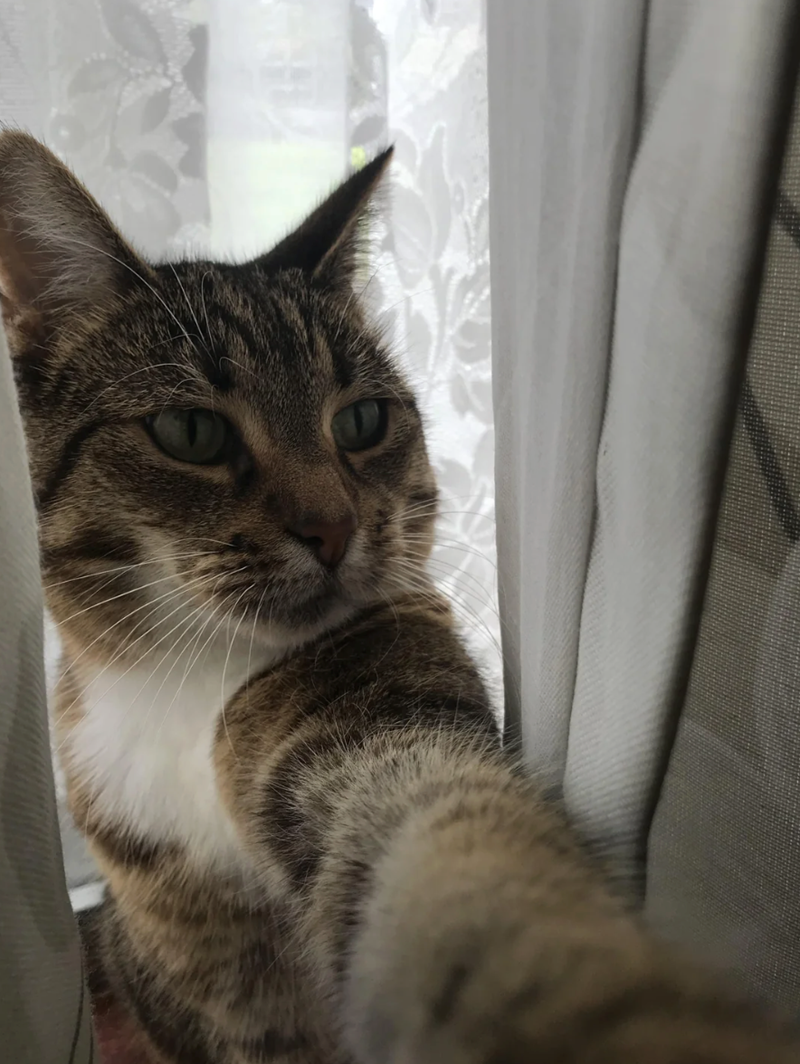 Cheezburger Image 10618740992