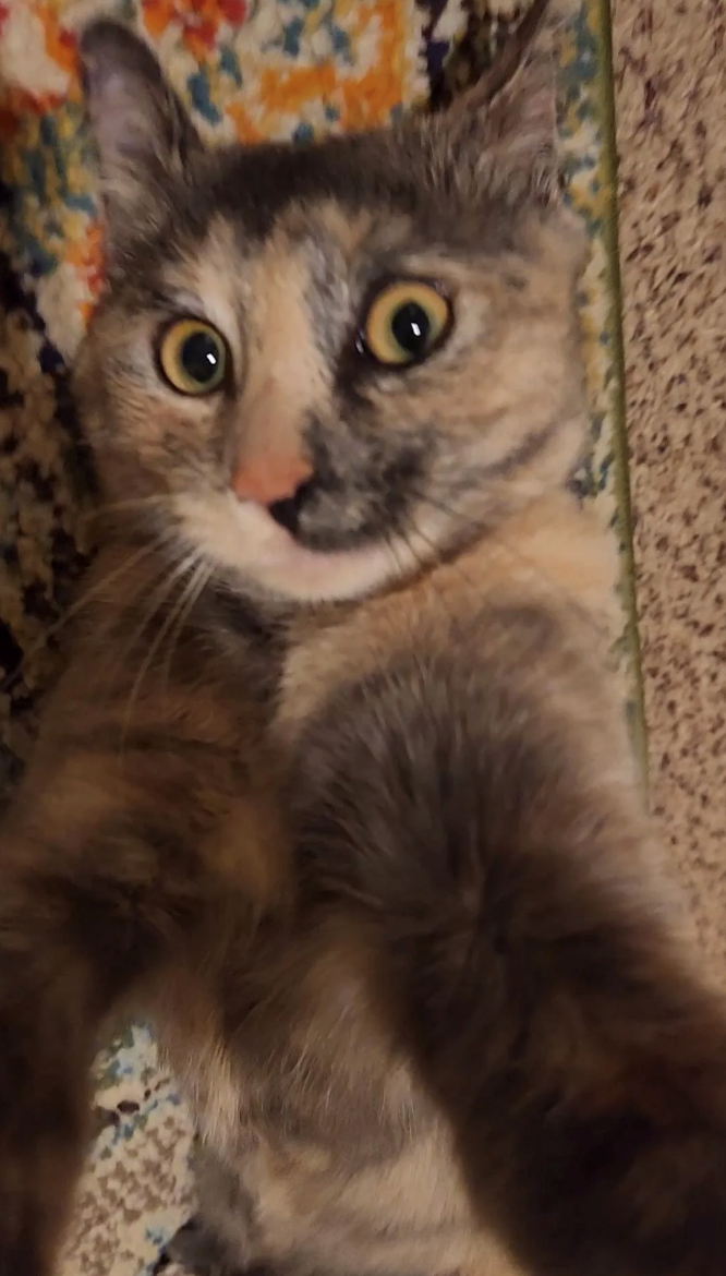 Cheezburger Image 10618741248