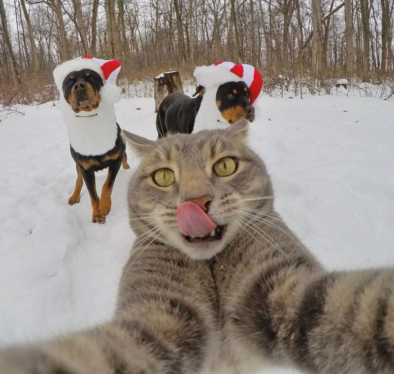 Cheezburger Image 10618741504