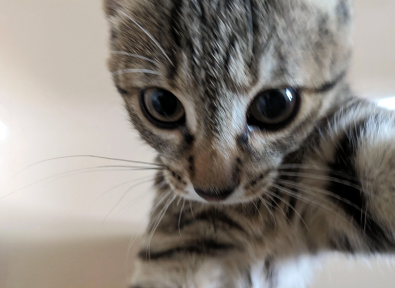 Cheezburger Image 10618742016