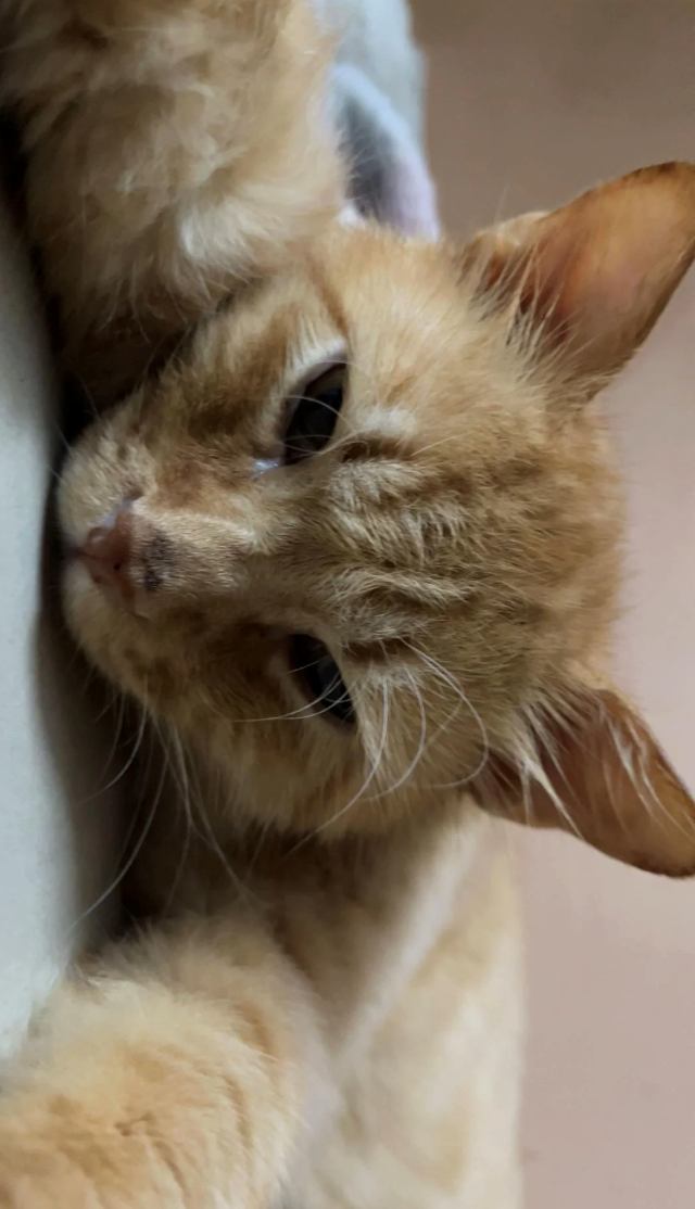 Cheezburger Image 10618742272