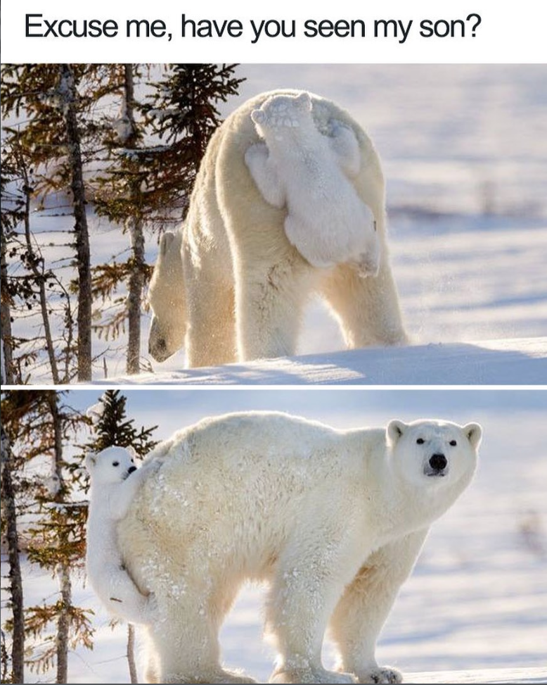 Excuse me, have you seen my son?