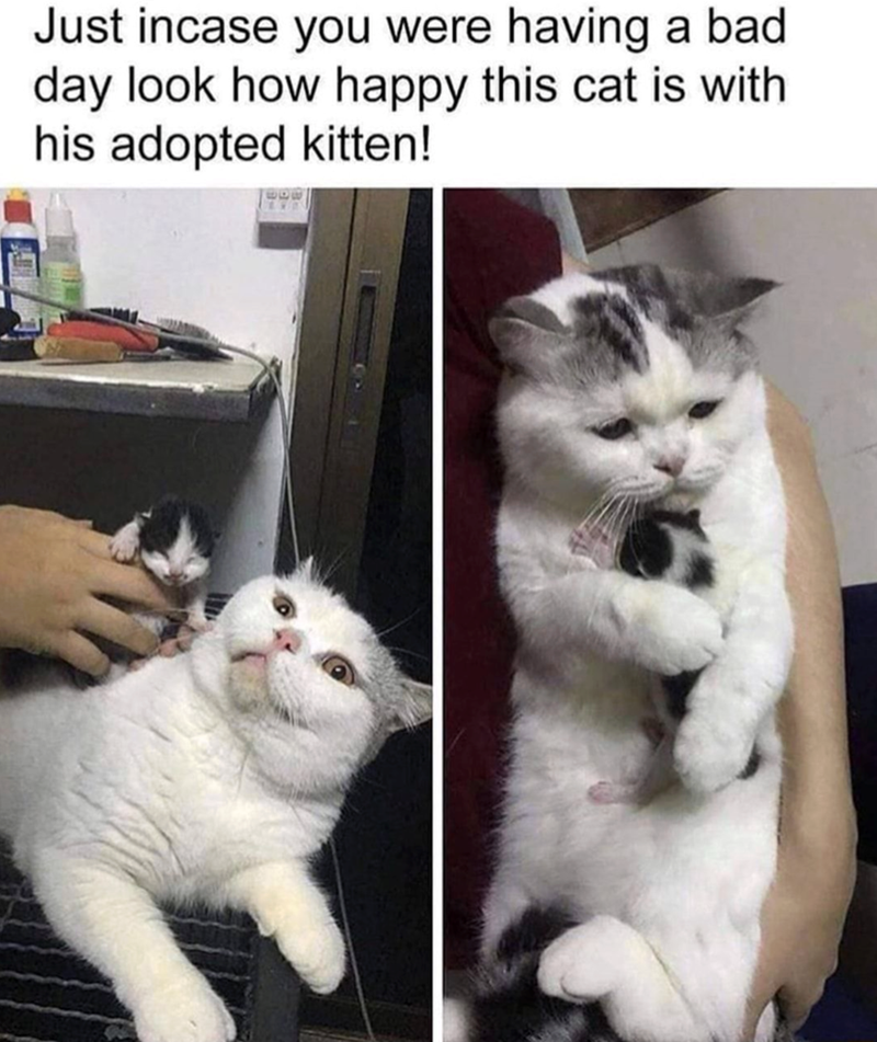 Just incase you were having a bad day look how happy this cat is with his adopted kitten!