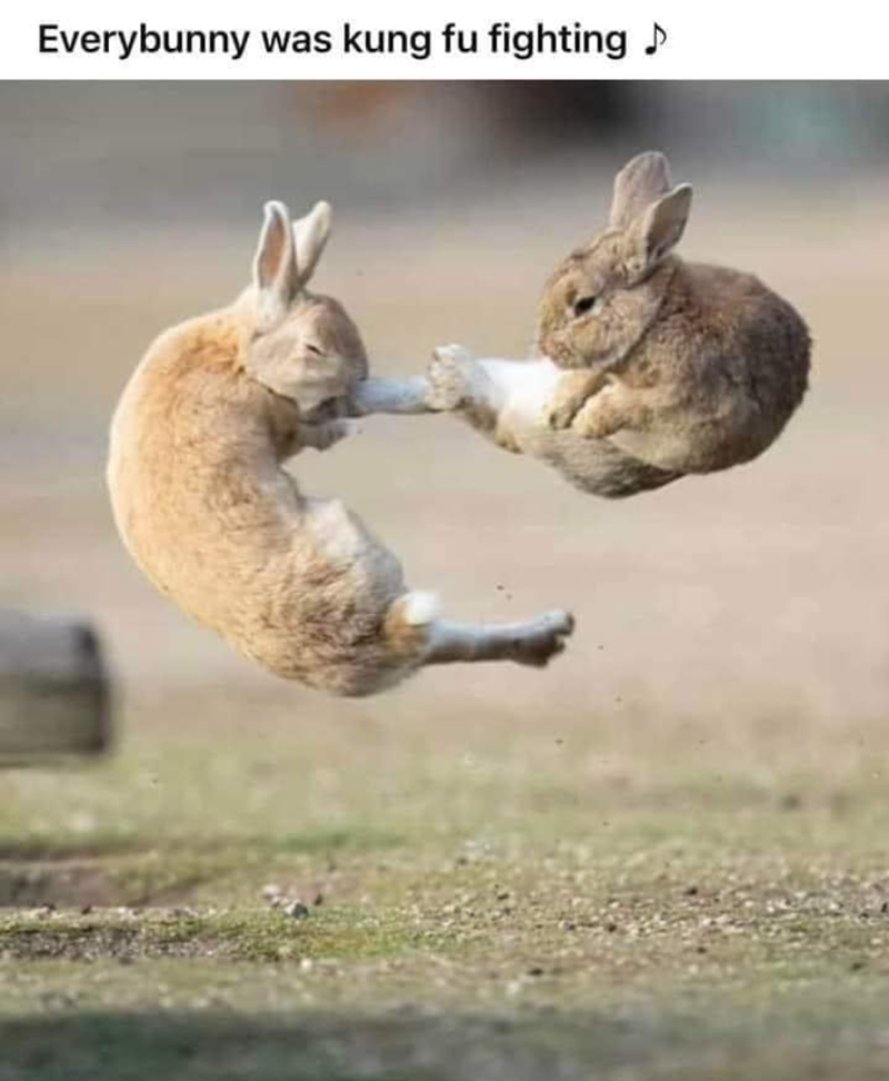 Everybunny was kung fu fighting ♪