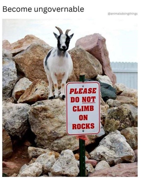Become ungovernable @animalsdoingthings PLEASE DO NOT CLIMB ON ROCKS