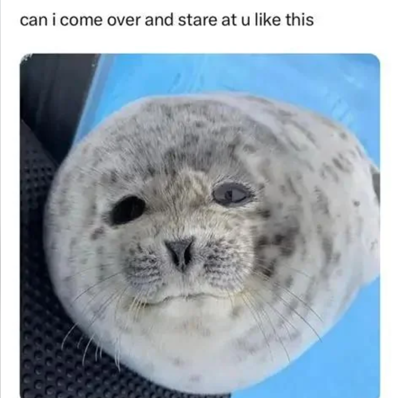 can i come over and stare at u like this