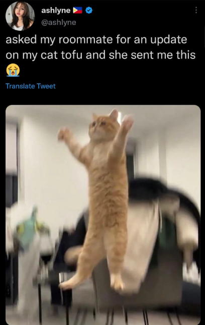 ashlyne▸ @ashlyne asked my roommate for an update on my cat tofu and she sent me this Translate Tweet