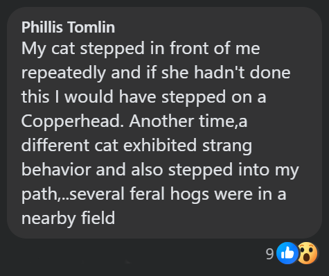 Phillis Tomlin My cat stepped in front of me repeatedly and if she hadn't done this I would have stepped on a Copperhead. Another time,a different cat exhibited strang behavior and also stepped into my path,..several feral hogs were in a nearby field 9.
