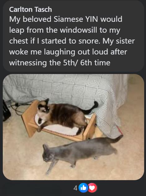 Carlton Tasch My beloved Siamese YIN would leap from the windowsill to my chest if I started to snore. My sister woke me laughing out loud after witnessing the 5th/6th time 4