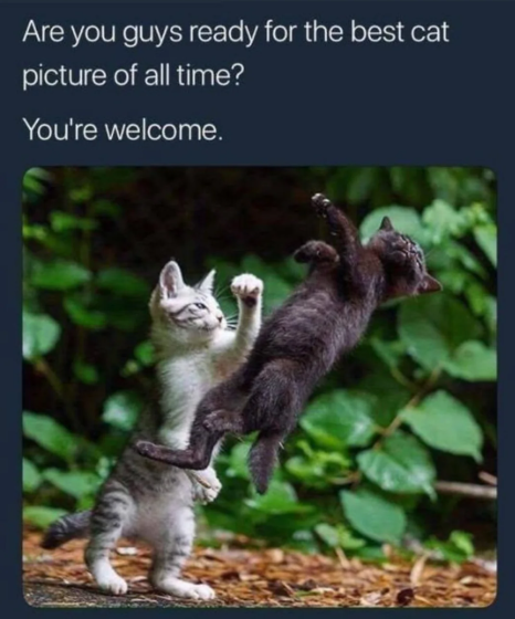Are you guys ready for the best cat picture of all time? You're welcome.