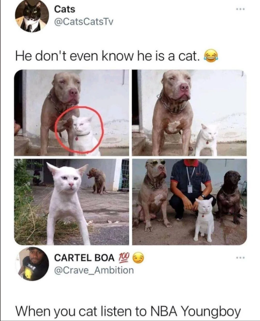 Cats @CatsCatsTv He don't even know he is a cat. CARTEL BOA 100 @Crave Ambition When you cat listen to NBA Youngboy