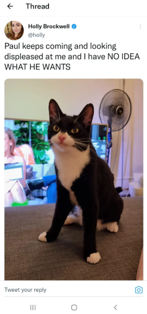 Thread Holly Brockwell @holly Paul keeps coming and looking displeased at me and I have NO IDEA WHAT HE WANTS Tweet your reply III 0 < о