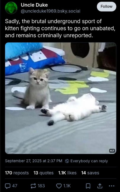 Uncle Duke @uncleduke1969.bsky.social Follow Sadly, the brutal underground sport of kitten fighting continues to go on unabated, and remains criminally unreported. September 27, 2025 at 2:37 PM Everybody can reply 170 reposts 13 quotes 1.1K likes 14 saves 47 183 1.1K ALT