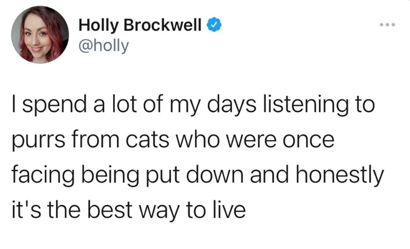 Holly Brockwell @holly I spend a lot of my days listening to purrs from cats who were once facing being put down and honestly it's the best way to live