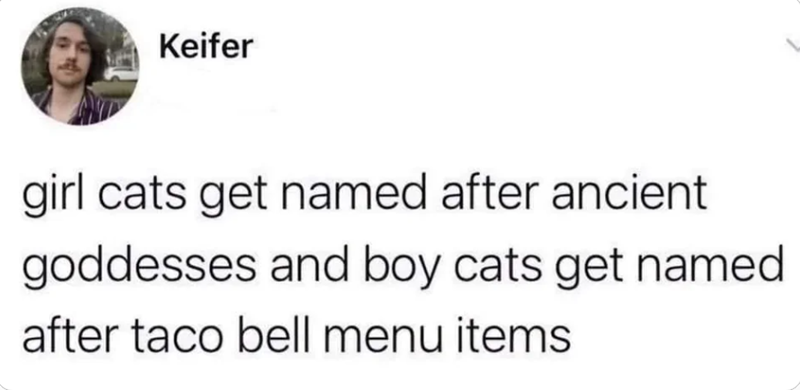 Keifer girl cats get named after ancient goddesses and boy cats get named after taco bell menu items