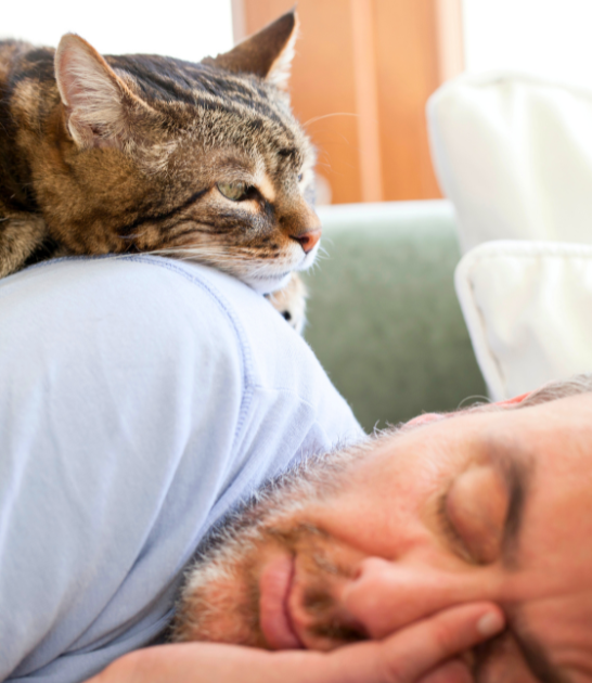 A cat climbs on top of a sleeping man to wake him up.