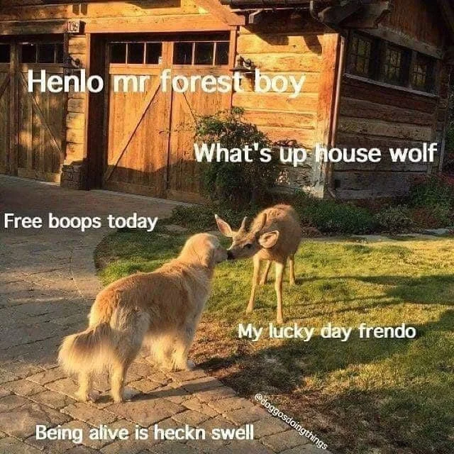 Henlo mr forest boy Free boops today What's up house wolf My lucky day frendo Being alive is heckn swell @doggosdoingthings