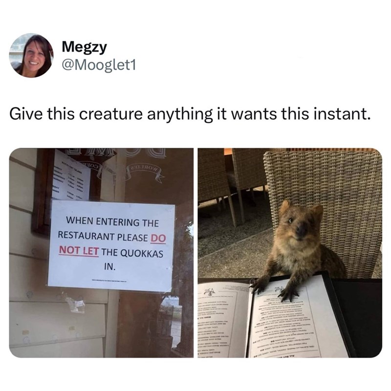 Megzy @Mooglet1 Give this creature anything it wants this instant. NOTH SAND галяон WHEN ENTERING THE RESTAURANT PLEASE DO NOT LET THE QUOKKAS IN.