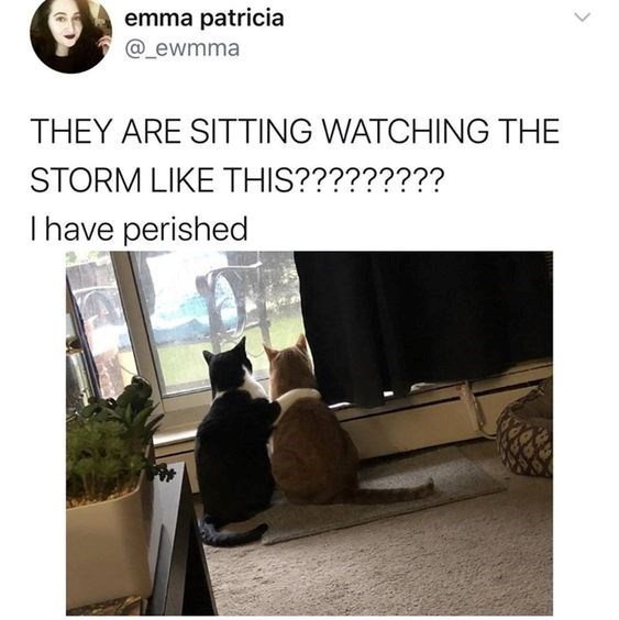 emma patricia @_ewmma THEY ARE SITTING WATCHING THE STORM LIKE THIS????????? I have perished <