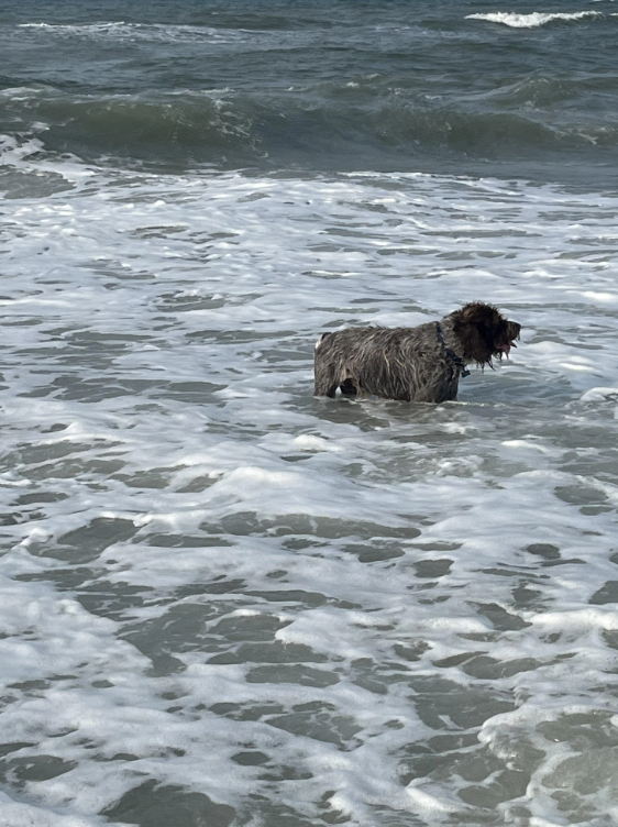 Cheezburger Image 10618834688