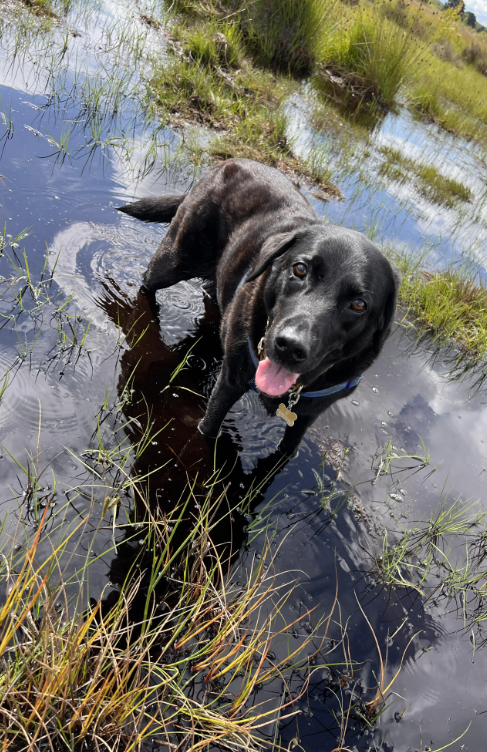 Cheezburger Image 10618835200