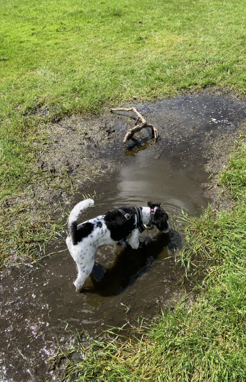 Cheezburger Image 10618835712