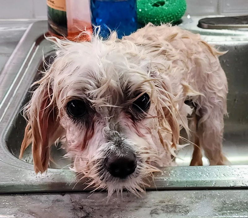 Cheezburger Image 10618836480