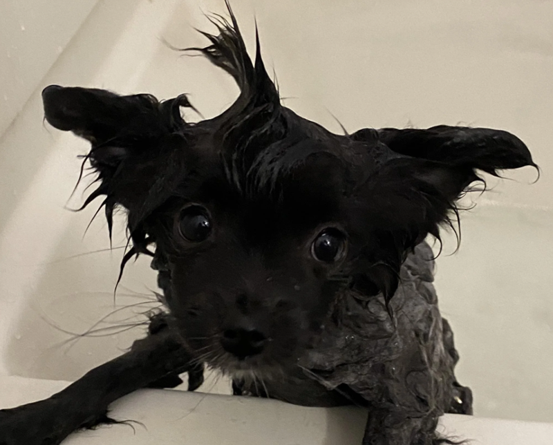 Cheezburger Image 10618837248