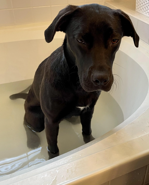 Cheezburger Image 10618837504